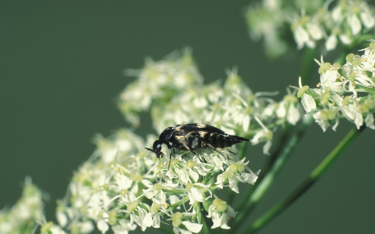 Variimorda villosa